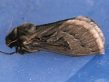 Eudalaca leucophaea